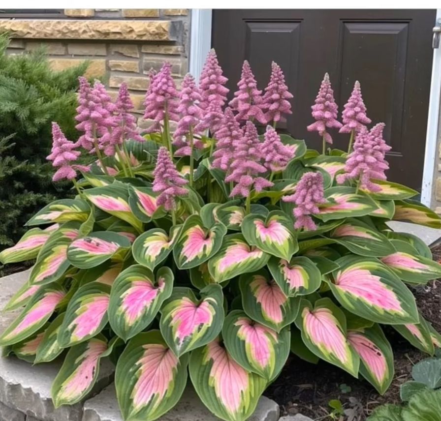 Hosta AI ChatGPT