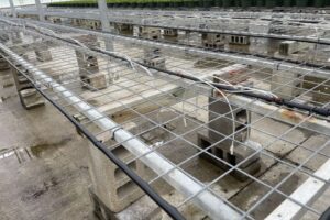 Krueger Maddox uses goat fencing on its greenhouse benches