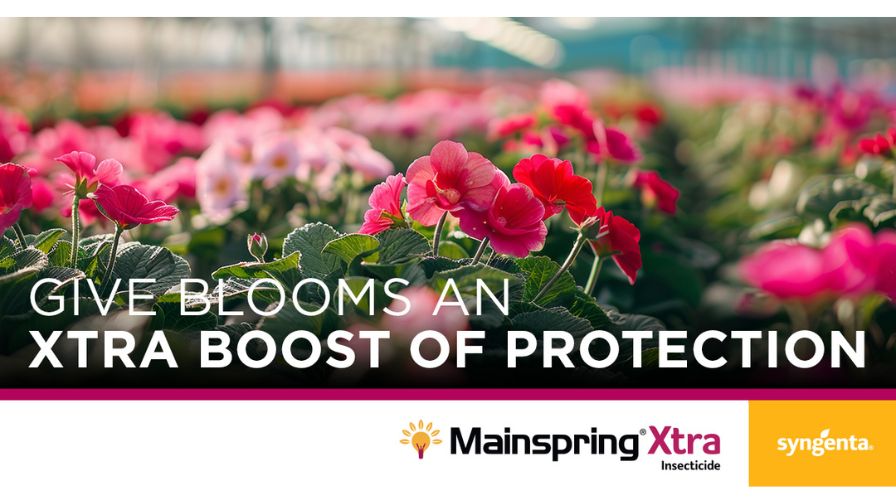 Mainspring Xtra insecticide pest control header banner advertisement image from Syngenta