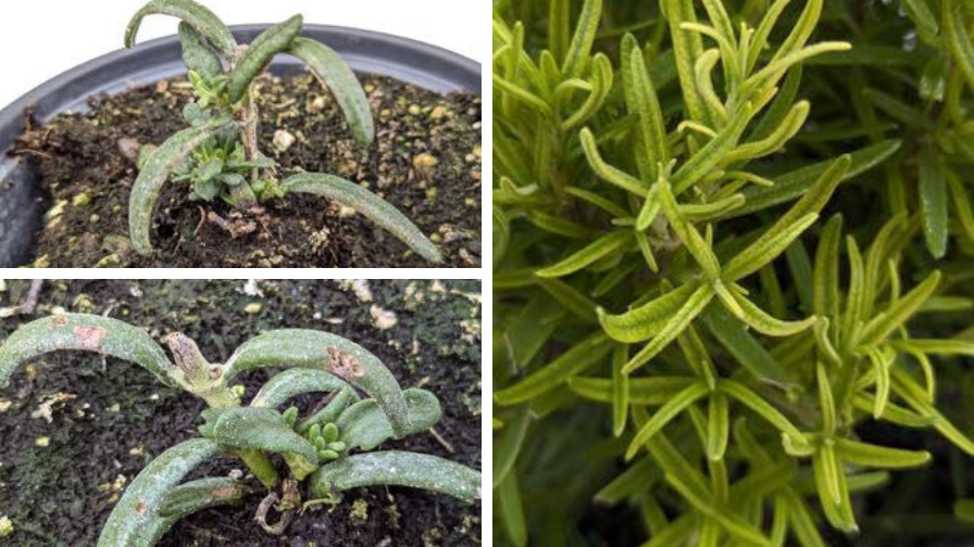 Rosemary with boron stunted shoot (left) and iron interveinal chlorosis (right) problems