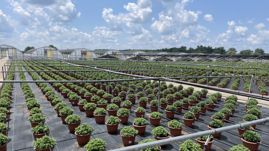 Stockslager’s Greenhouse grows many mums outdoors over the summer