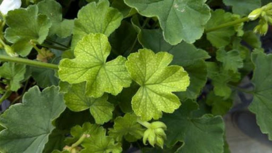 Manganese deficiency symptoms on display in geraniums for the latest e-GRO Alert