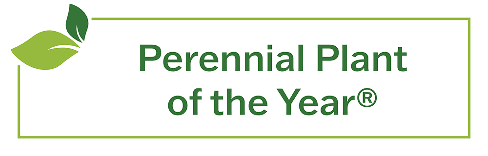 2025 Perennial Plant of the Year award banner from the Perennial Plant Association