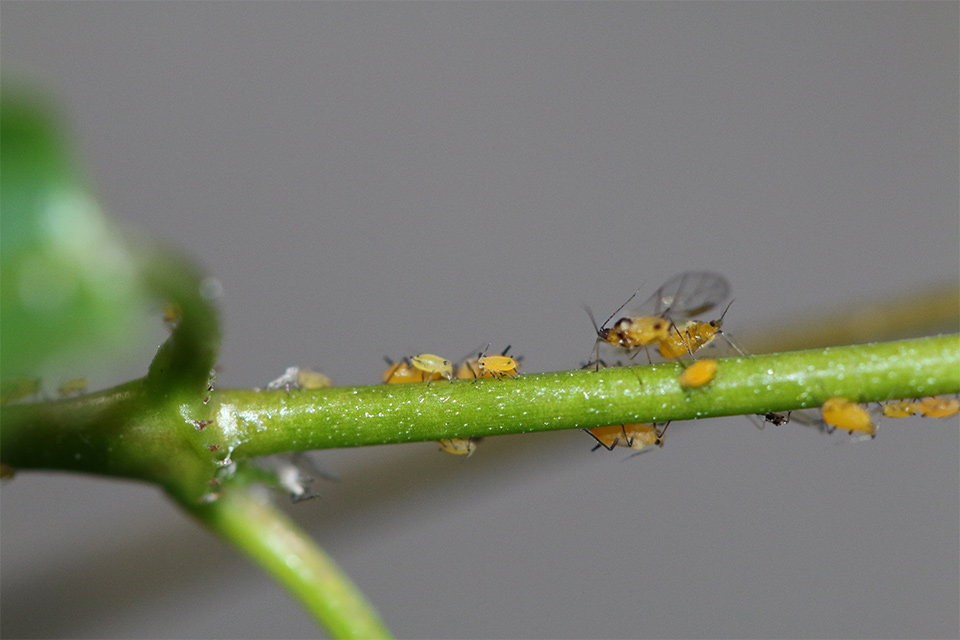 w_Oleander-aphid-on-mandevilla tropical plants