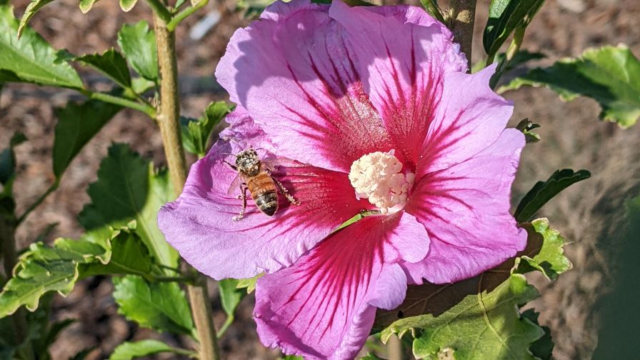 A pollen-covered bee on a purple petal of a hibiscus flower