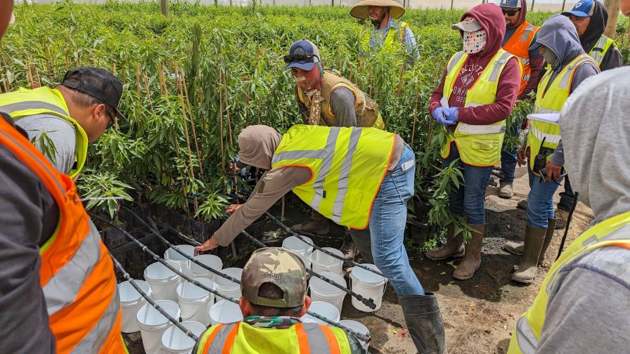 Burchell Nursery irrigators work together during an activity using drip lines