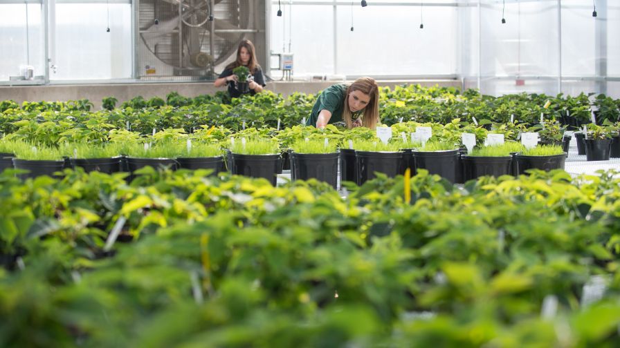 Graduate students tend poinsettias in CSU's Horticultural Center