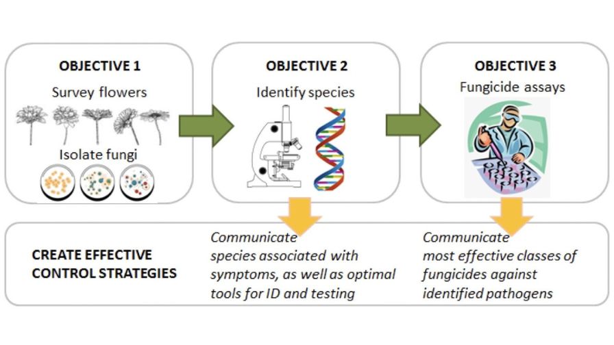 Diagram of objectives regarding Clemson University research on combating petal blight