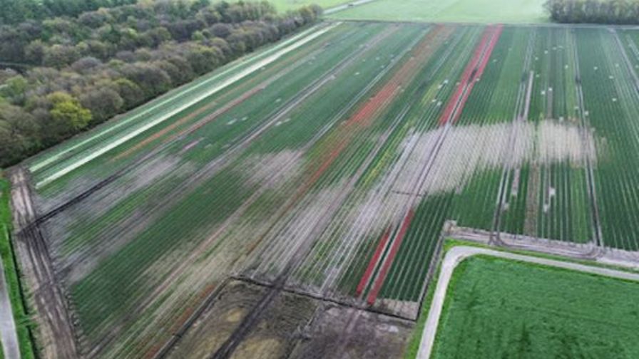 De Vroomen Garden Products rain damage from extreme weather events on tulip fields leading to flower bulb shortages