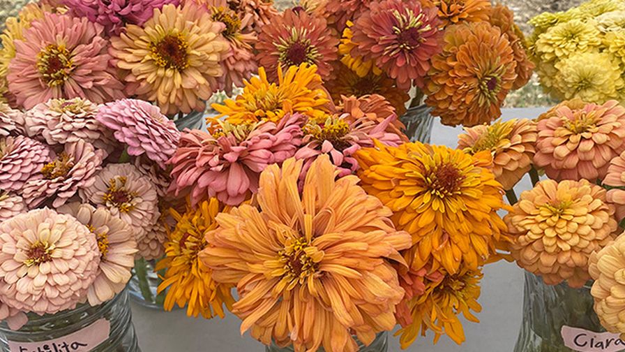 Zinnia varieties in new pastel shades, some with double petals and stems, from the SCOPE program at UC Davis