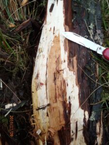 A juniper displaying bark symptoms of infected Phytophthora Austrocedri pathogen, studied by the Horticultural Research Institute (HRI)