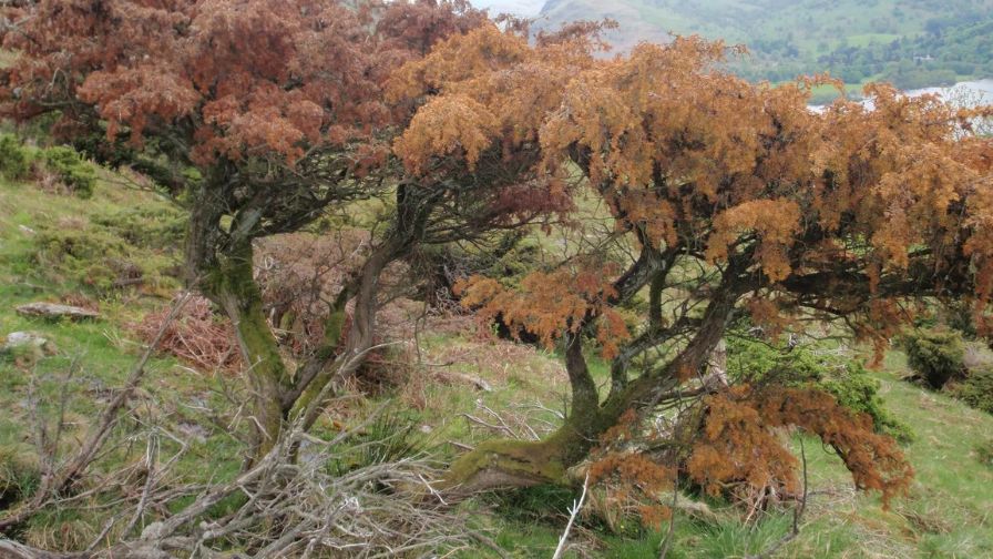 A dying juniper infected with Phytophthora Austrocedri, being researched by the Horticultural Research Institute (HRI)