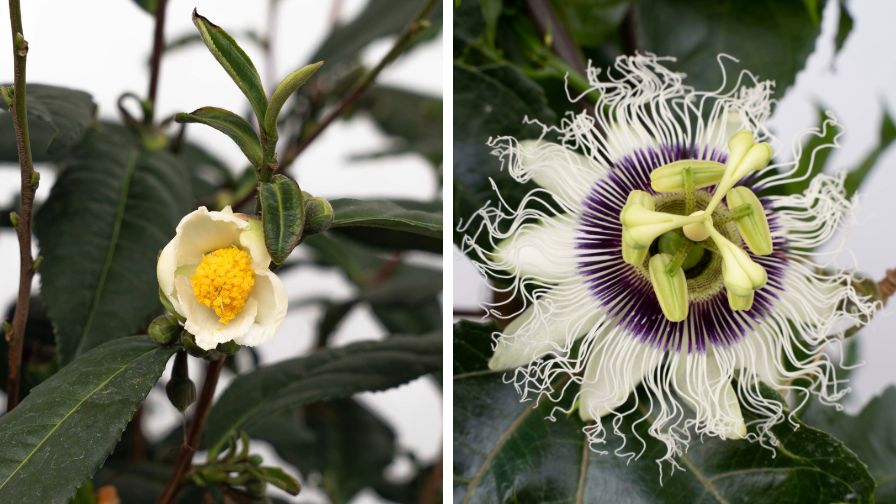 (Left to Right) Star Roses and Plants Bushel and Berry - Brew-Tea-Ful Tea Camellia and Poppin' Passion Passion Fruit