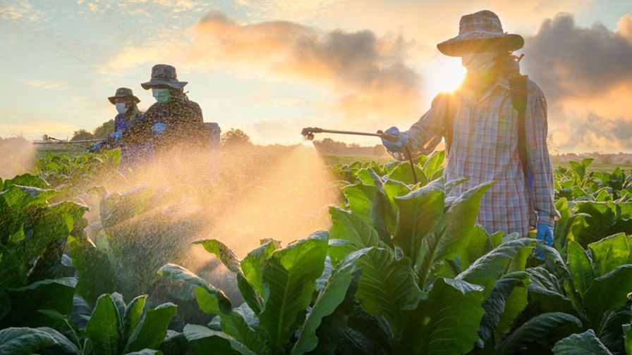 Agriculture tobacco farmworkers against beautiful sunlight spraying pesticides