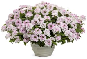 Verbena Superbena Pink Cashmere Proven Winners