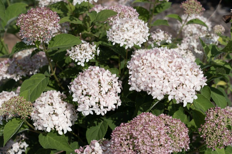 American Lace Pink (Star Roses and Plants) shrubs