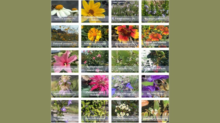 Floral representation of 10 native and 10 non-native ornamental plants selected for the University of Florida study