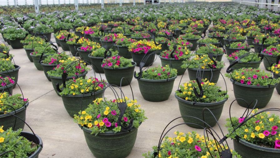 Foertmeyer and Sons yellow and pink flower baskets for State of the Industry survey