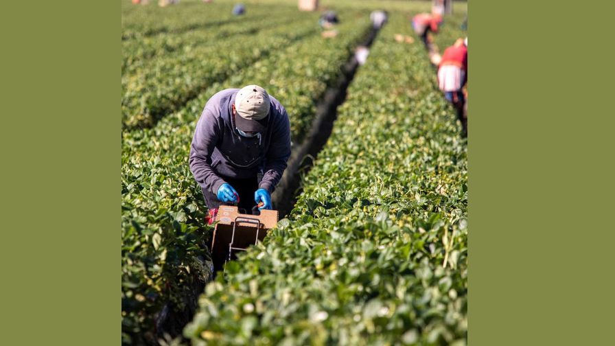 H-2A agricultural workers picking in the field