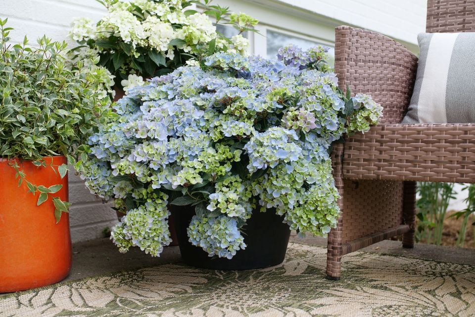 Hydrangea x Fairytrail Fresco Spring Meadow