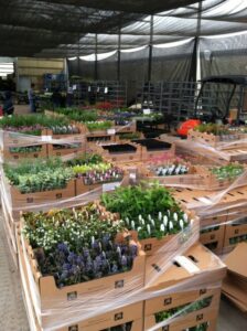 Little Prince of Oregon Nursery Shipping bay in spring