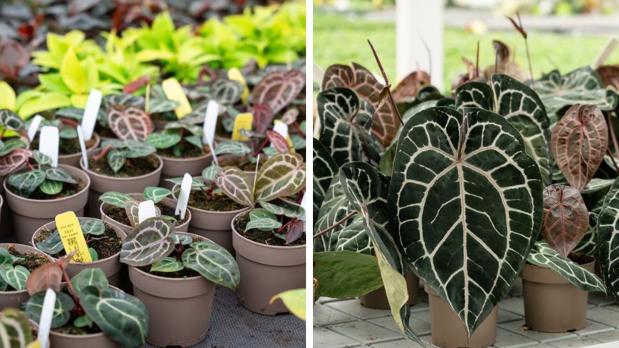 Proven Winners, Leafjoy, The Plant Company, Velvet Leaf Anthuriums 'Michelle' Anthurium magnificum