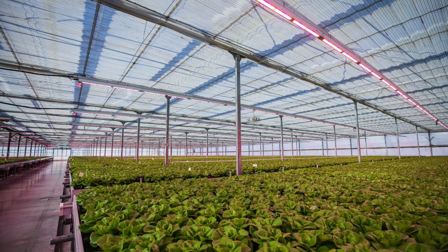 Signify Lighting Innovations greenhouse lighting