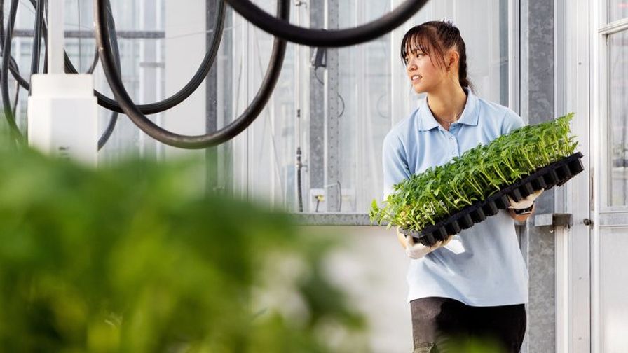 Wageningen University and Research (WUR) virtual greenhouse grower game Kassim demonstration visualization