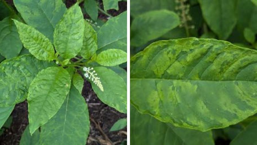 Examples of pokeweed leaves displaying mottling from an undetermined virus infection