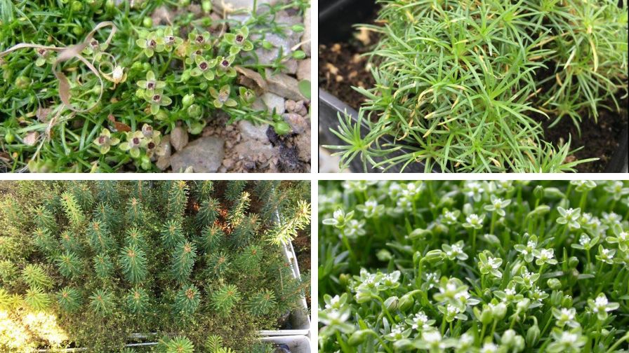 (Clockwise from Top Left) Birdeye pearlwort fruit, branching stems, white flowers, and proliferation in containers competing with tree seedlings