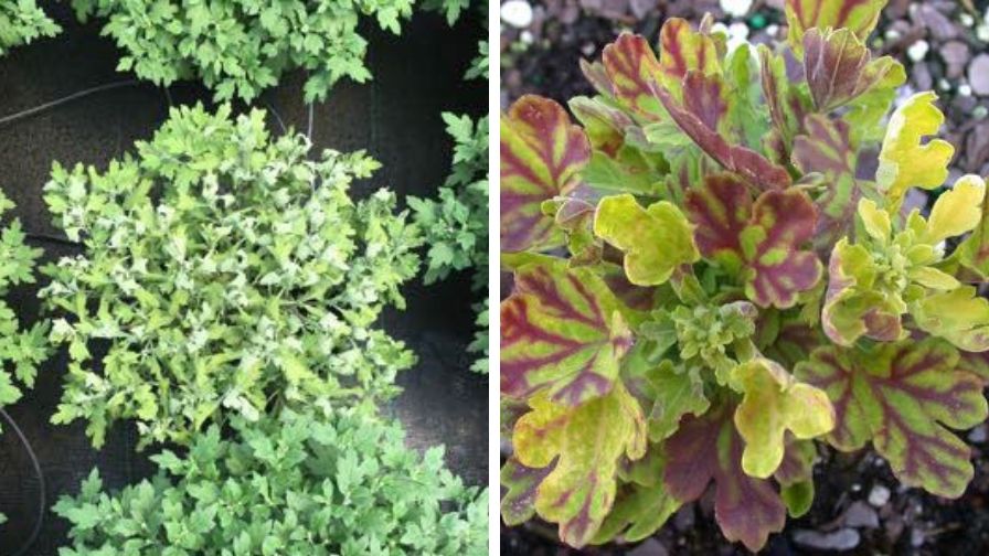 Examples of pythium wilting (left) and root rot purpling (right) on late season garden mums