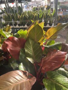 ‘McColley’s Finale’ philodendron consumer interest