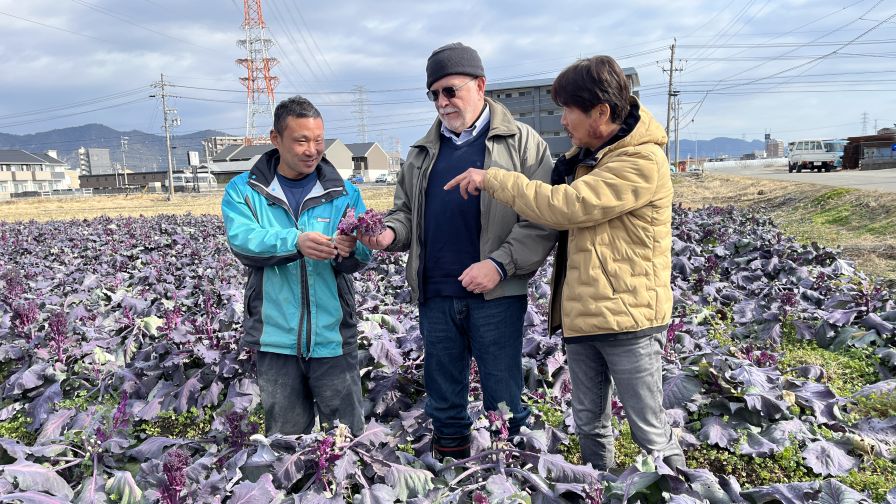 Rick Grazzini examining Brassica 'Purplicious' crop