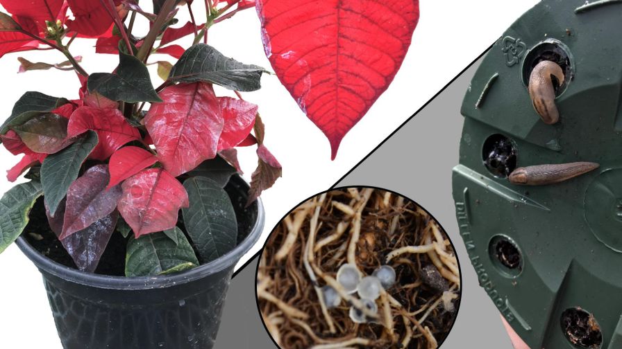 Silvery slime trails on poinsettia bracts, translucent to white eggs clusters on the root ball, and slugs hiding beneath a poinsettia container and around the drainage holes.