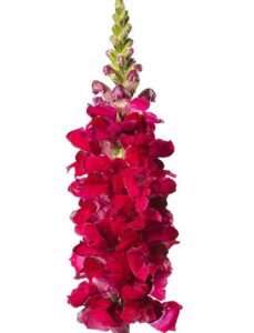 Snapdragon Toulon Velvet 4