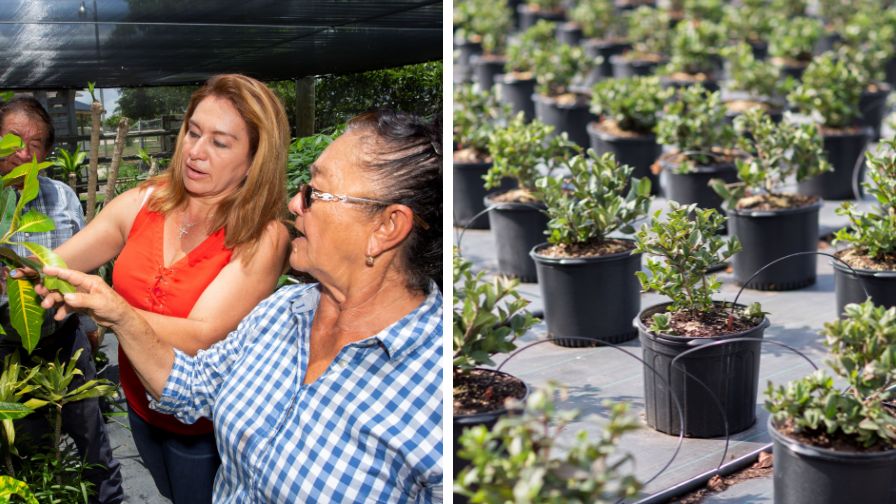 Nixia Martinez working in her plant nursery (left) and potted plants in a nursery (right)