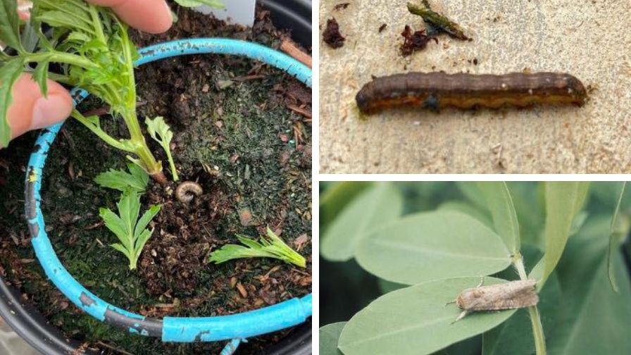 (Clockwise from left) A fall armyworm burrowed into substrate, a brown fall armyworm, and an adult fall armyworm on a plant