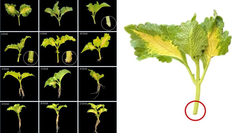 Visual of days after sticking development (left) and new carbohydrate sink location (right)