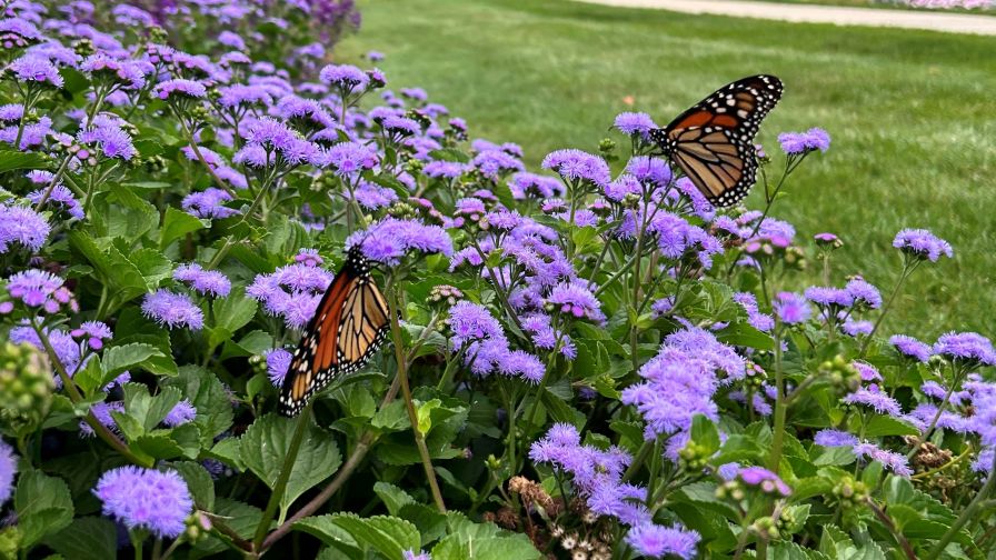 Ageratum Monarch Magic (Ball FloraPlant) with a pair of monarch butterflies about.