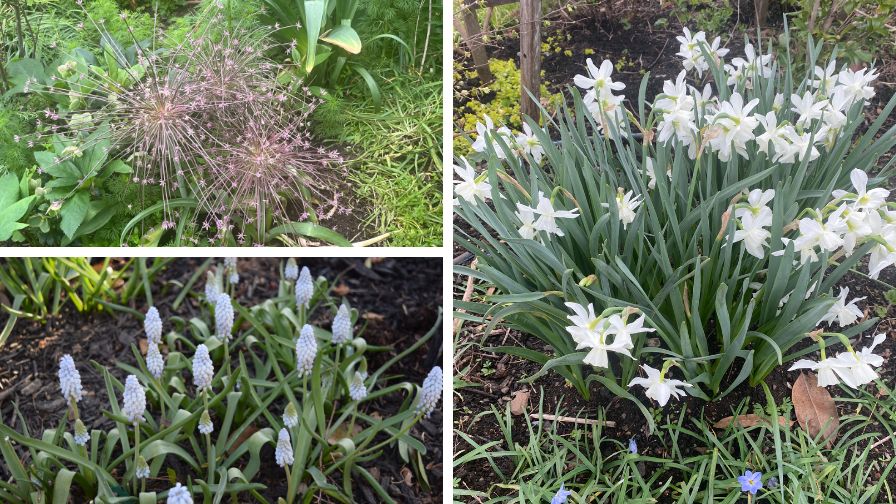 (Clockwise from Top Left) Ornamental onion, daffodils, and grape hyacinth flowers planted from pot of bulbs.