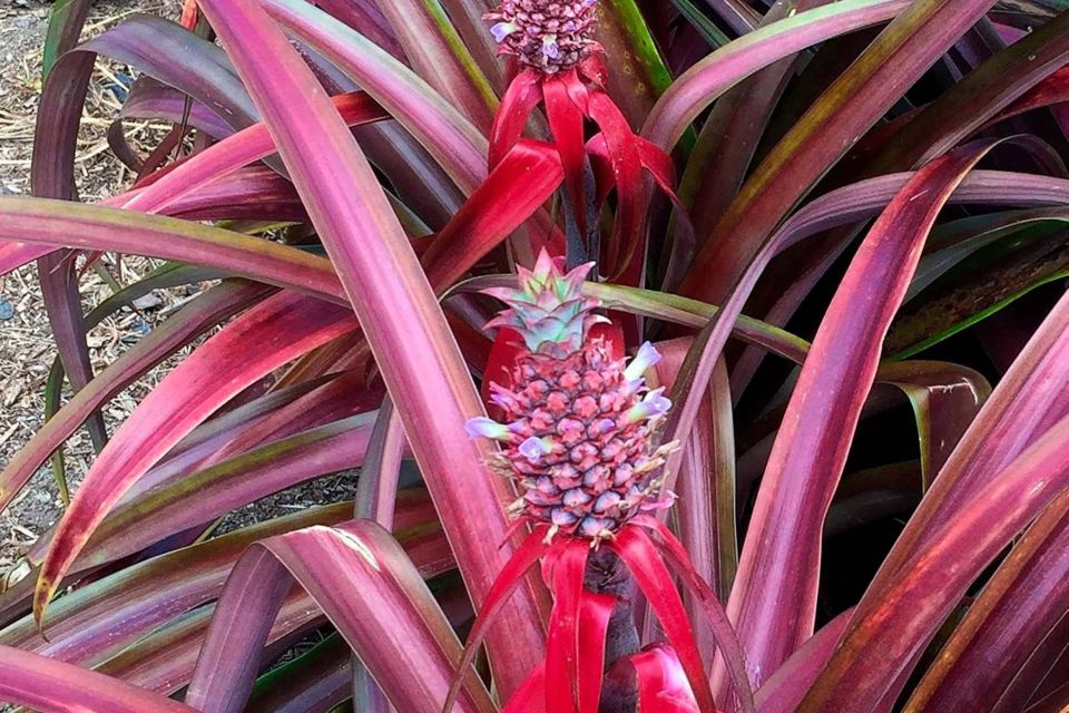 Ananas Hybrid 'Mila Pineapple' from Plant Development Services, Inc. (PDSI)