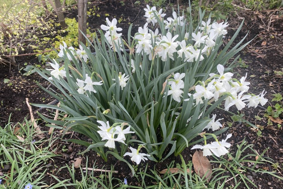 Flowers of daffodils, planted from lightly forced pot of 10 bulbs.