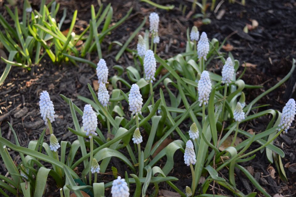 Flowers of grape hyacinth, planted from lightly forced pot of 12 bulbs.