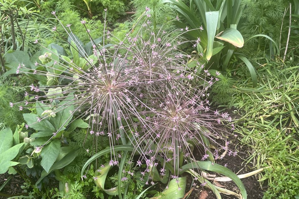 Flowers of ornamental onion, planted from lightly forced pot of three bulbs.