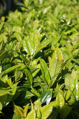 Green Goblet (Prunus laurocerasus ‘Green Goblet’)