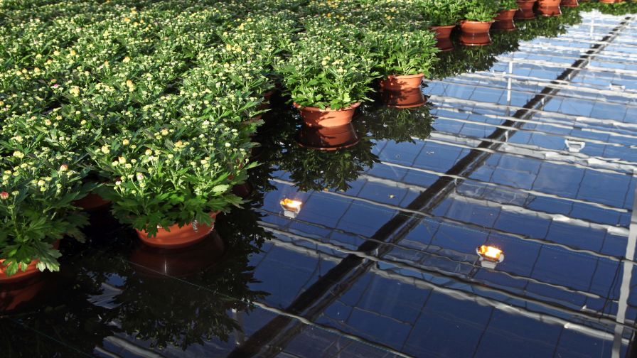 Large mums in water within a greenhouse at ErfGoed for water regulation