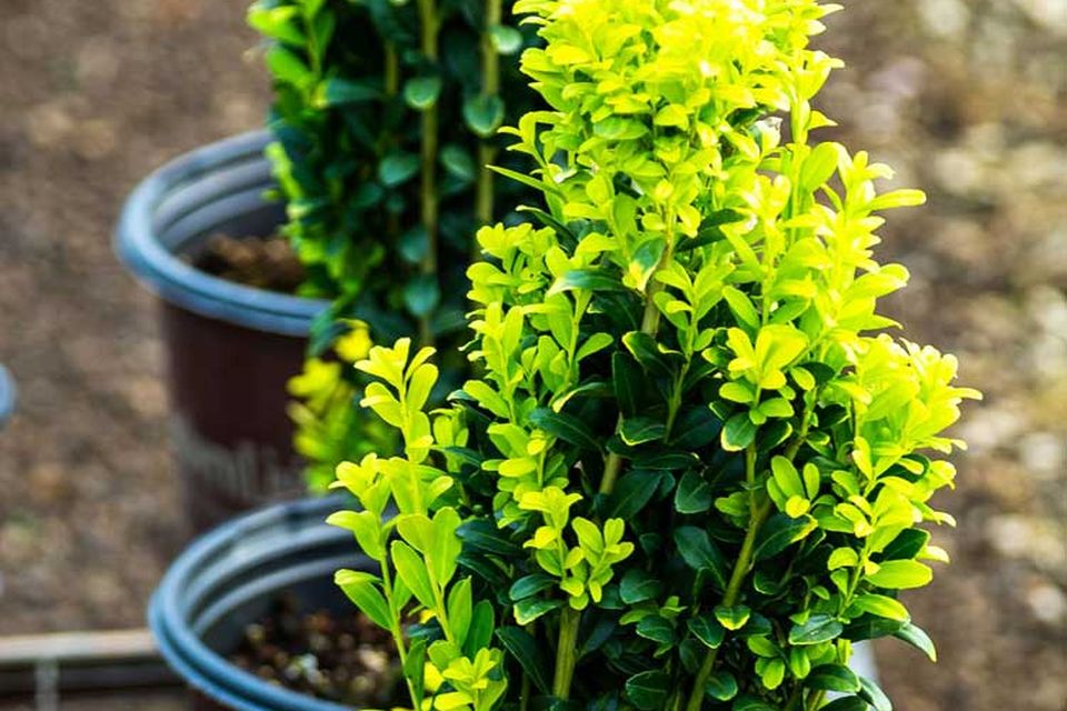 Ilex 'Golden Sky' from Plant Development Services, Inc. (PDSI)