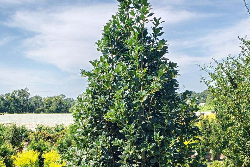 Ilex Hybrid 'Nelliet Holly' from Plant Development Services, Inc. (PDSI)