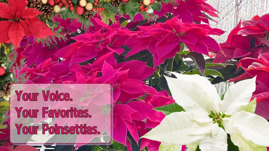 's Nursery 2024 Poinsettia Trials blog header image with the text " Your Voice. Your Favorites. Your Poinsettias."