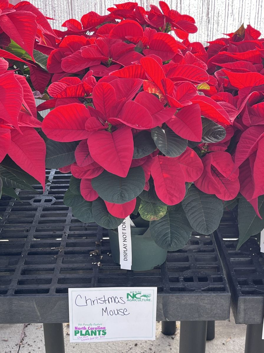 Mitchell's Nursery winner of the Red category in the 2024 Poinsettia Trials